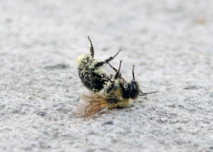 mort-des-abeilles